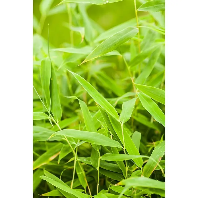 Piardino Muriel-Bambus - Fargesia murielae, 5 l - Detailaufnahme