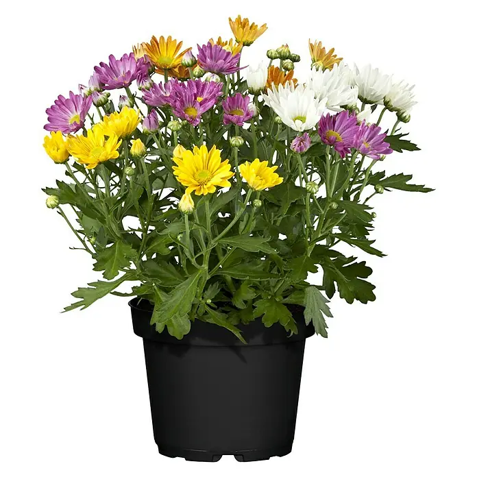 Piardino Herbst-Chrysantheme - Chrysanthemum indicum Rock ´n Roll, Sortenabhängig - Vorderansicht