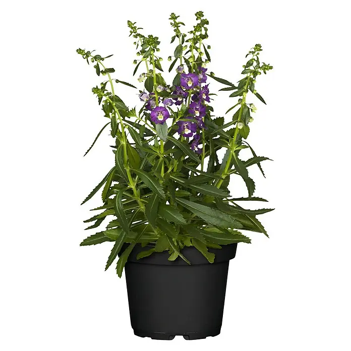 Piardino Angelonia - Angelonia angustifolia, Tamaño de maceta: 13 cm, Violeta, Blanco - Vista frontal