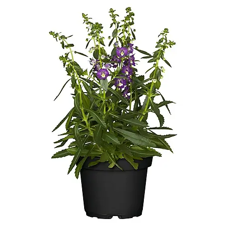 Piardino  Angelonia
