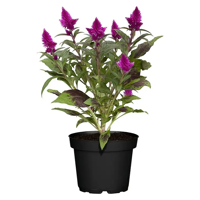 Piardino Silber-Brandschopf - Celosia argentea 'Venezuela', Topfgröße: 12 cm - Vorderansicht