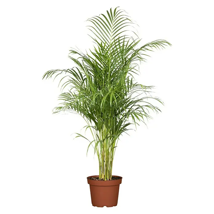 Piardino Goldfruchtpalme - Dypsis Areca, Topfgröße: 24 cm - Vorderansicht