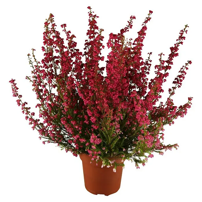 Piardino Glockenheide - Erica gracilis, Topfgröße: 11 cm, Rot - Vorderansicht