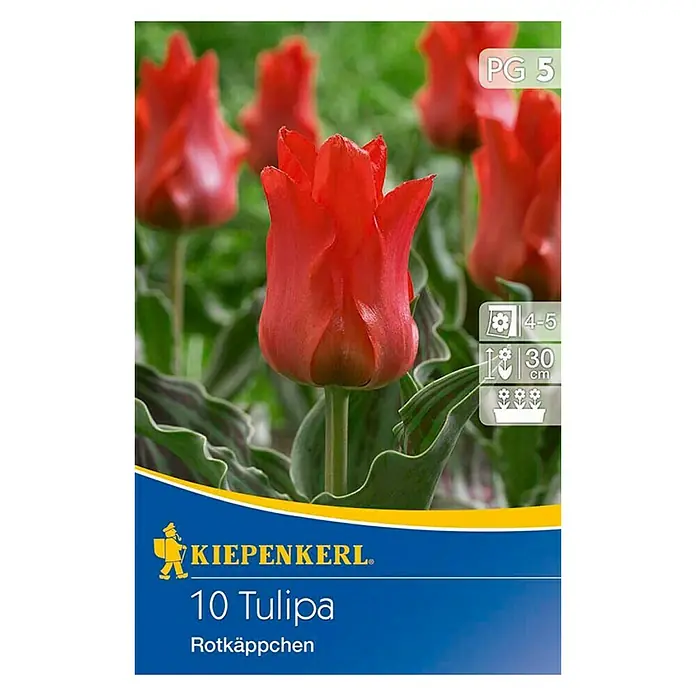 Kiepenkerl Frühlingsblumenzwiebeln Tulpe 'Rotkäppchen' - Tulipa greigii, 10 Stk. - Vorderansicht