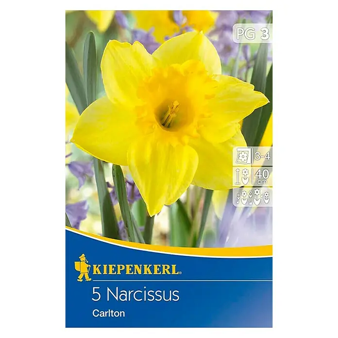 Kiepenkerl Frühlingsblumenzwiebeln Narzisse 'Carlton' - Narcissus pseudonarcissus, 5 Stk. - Vorderansicht