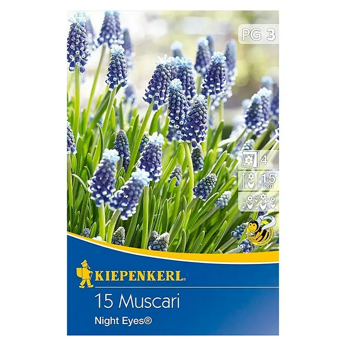 Kiepenkerl Frühlingsblumenzwiebeln Traubenhyazinthe 'Night Eyes' - Muscari armeniacum, 15 Stk. - Vorderansicht