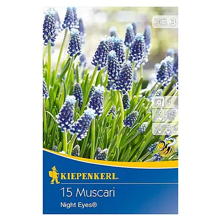 Kiepenkerl  Frühlingsblumenzwiebeln Traubenhyazinthe 'Night Eyes'