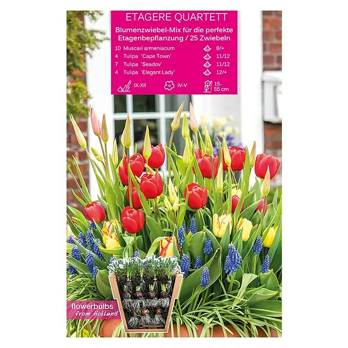 Frühlingsblumenzwiebel-Mix 'Etagere Quartett' - Arten-Mischung, 25 Stk. - Vorderansicht