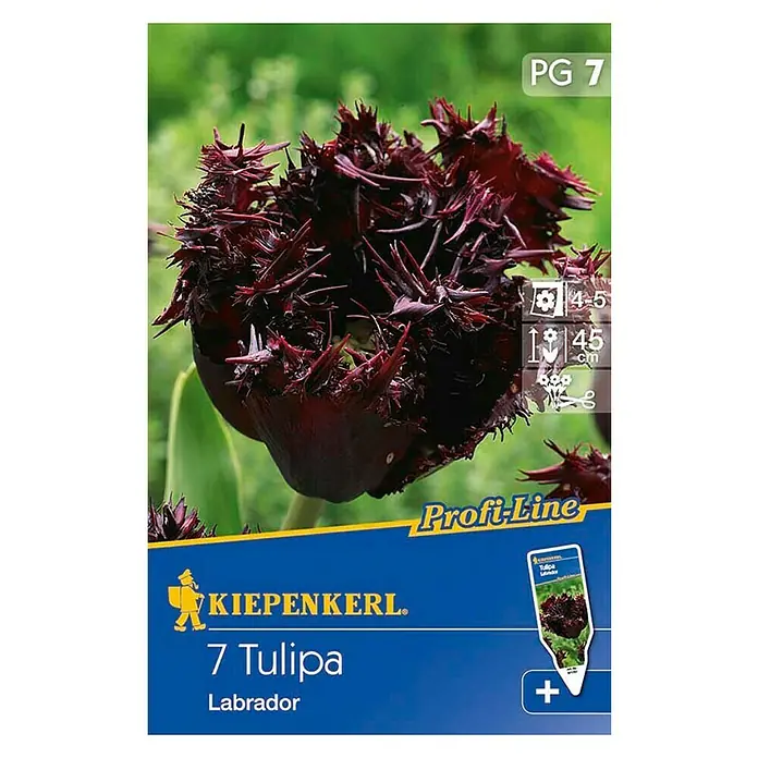 Kiepenkerl Frühlingsblumenzwiebeln - Tulipa 'Labrador', Schwarzrot, 7 Stk. - Vorderansicht