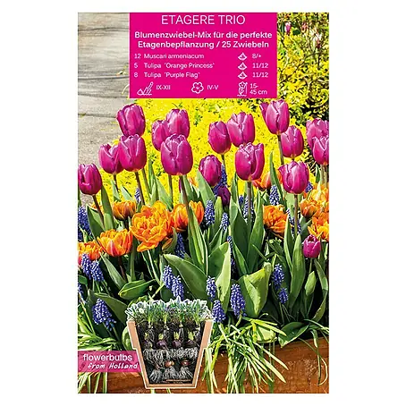 Kiepenkerl  Frühlingsblumenzwiebeln Etagere Trio