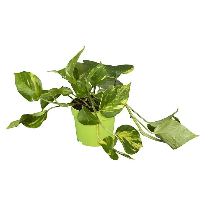 Piardino Efeutute - Epipremnum aureum, Topfgröße: 12 cm - Vorderansicht