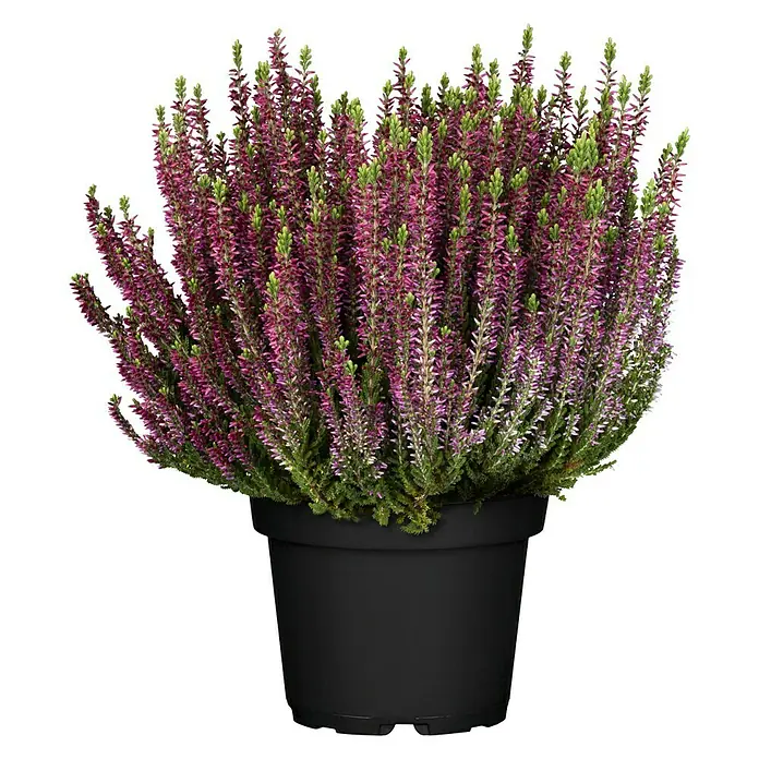 Besenheide - Calluna vulgaris Beauty Ladies, Gemischt - Vorderansicht