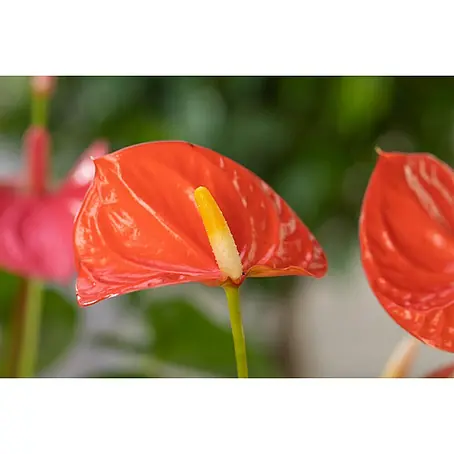 Piardino  Flamingoblume