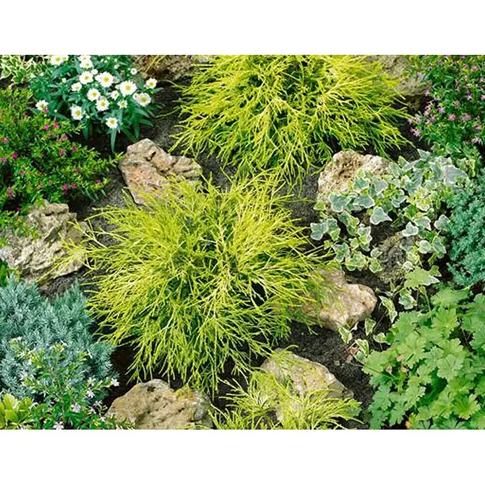 Piardino Zwerg-Fadenzypresse Sungold - Chamaecyparis pisifera 'Sungold' - Stimmungsaufnahme