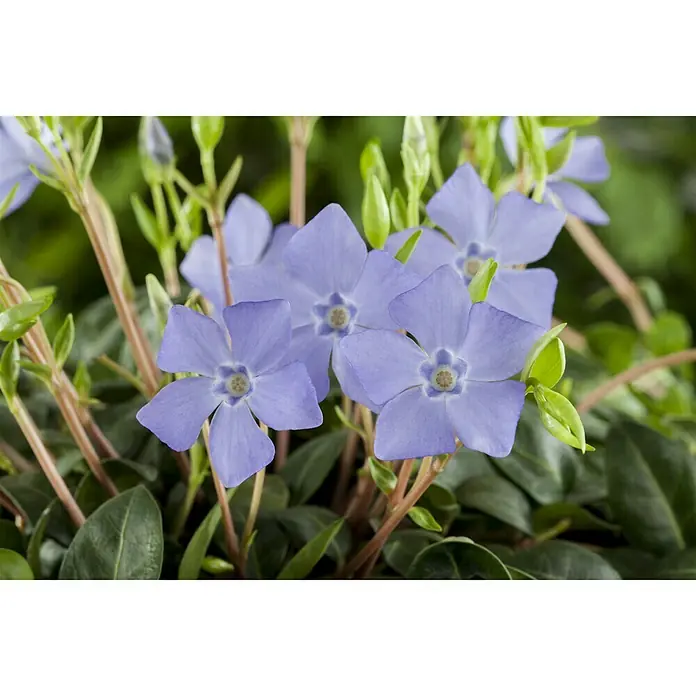 Piardino Kleinblättriges Immergrün - Vinca minor, Topfgröße: 9 cm, Blau - Detailaufnahme