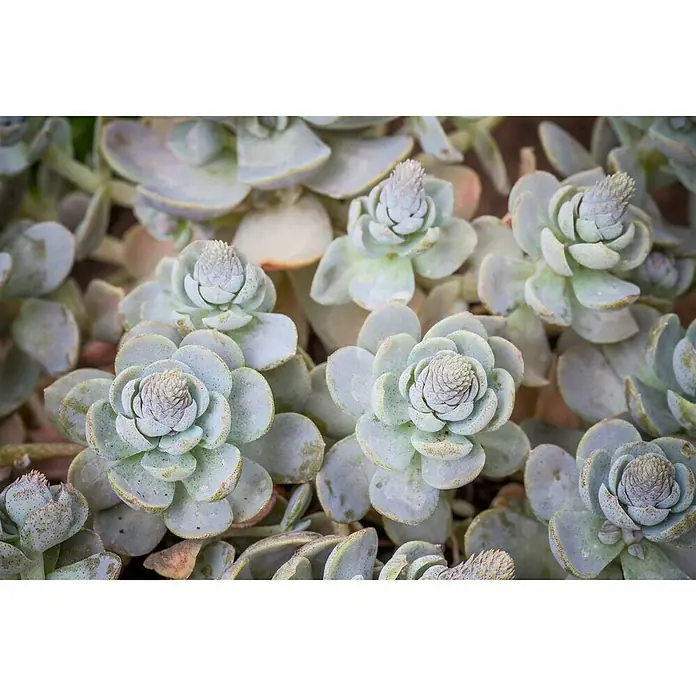 Piardino Dickblatt Sternwurz - Orostachys iwarene - Detailaufnahme