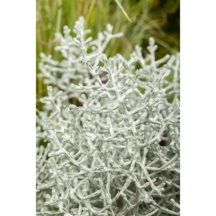 Piardino Pflanzenarrangement Silberkörbchen und Drahtwein - Topfgröße: 13 cm