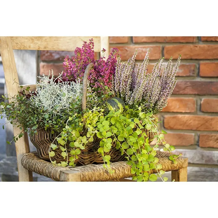 Piardino Pflanzenarrangement Silberkörbchen und Drahtwein - Topfgröße: 13 cm