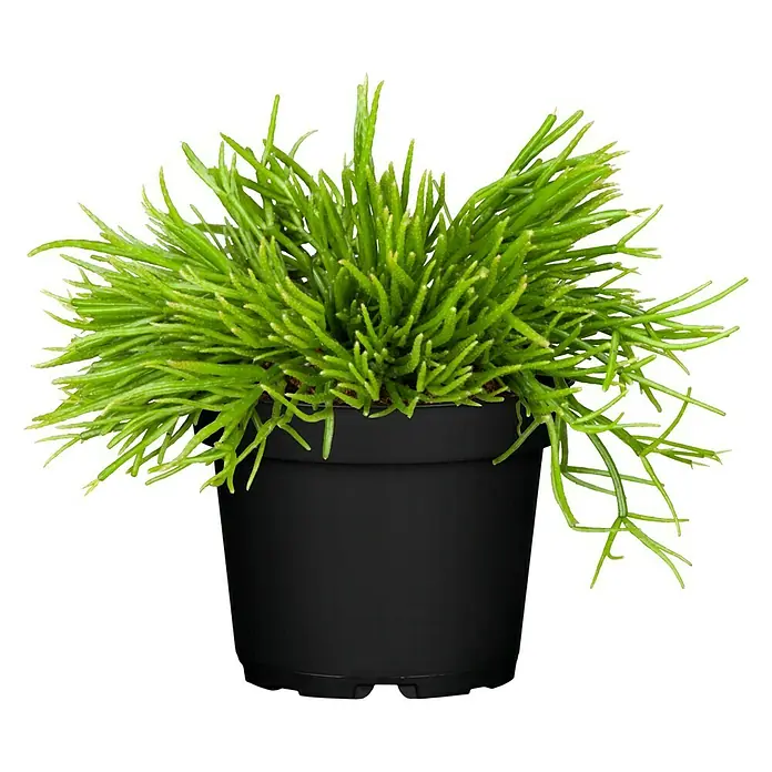 Piardino Rutenkaktus - Topfgröße: 12 cm - Vorderansicht