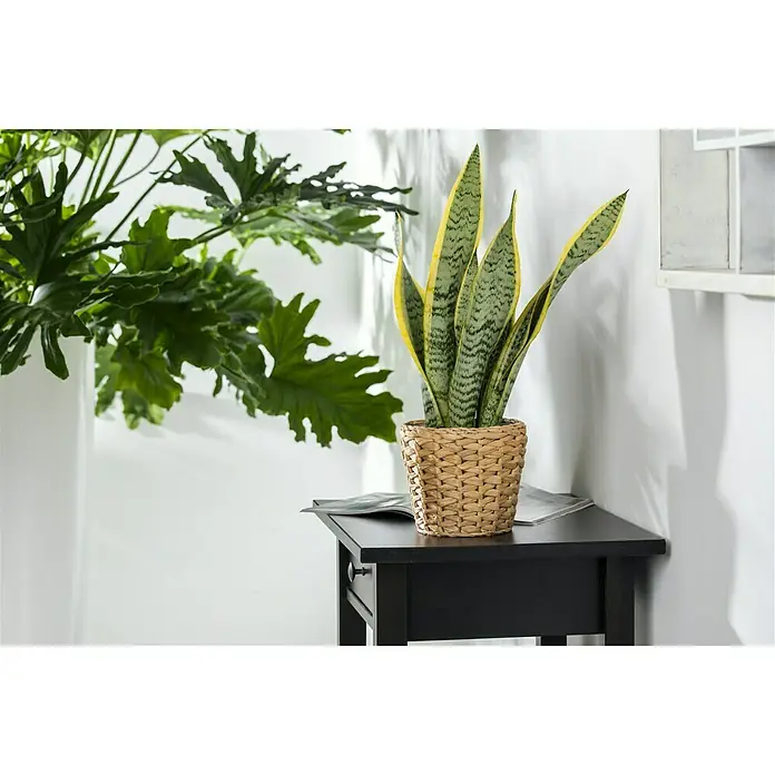 Piardino Bogenhanf - Sansevieria trifasciata, Topfgröße: 12 cm, Blattfarbe: Gelb/Grün - Stimmungsaufnahme