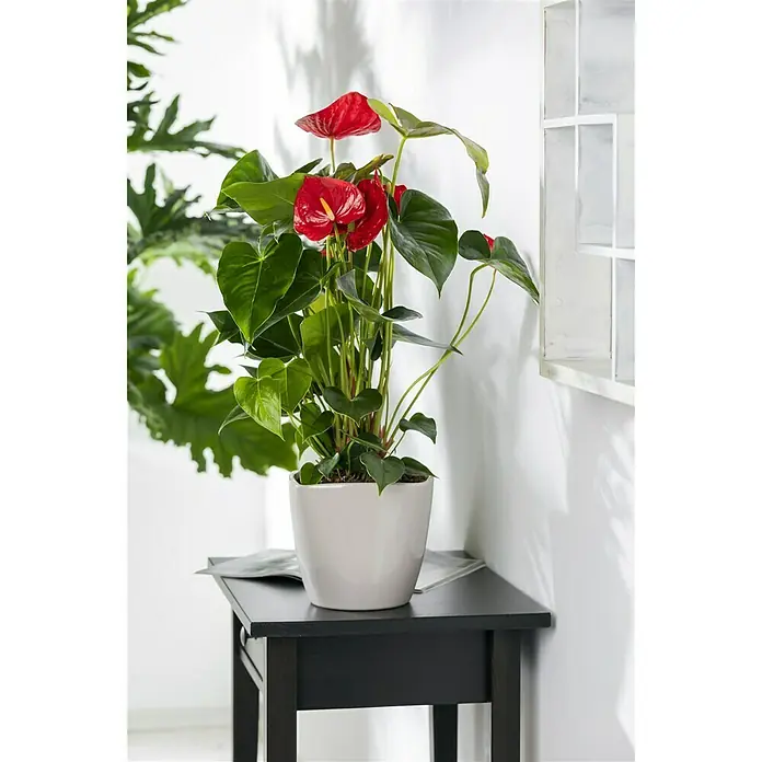 Piardino Flamingoblume - Anthurium andreanum, Topfgröße: 17 cm, Rot - Stimmungsaufnahme