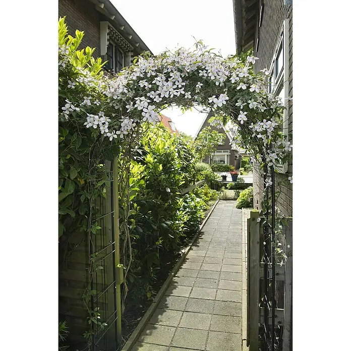 Nature Rozenboog - 114 x 38 x 229 cm, Zwart - Sfeeropname