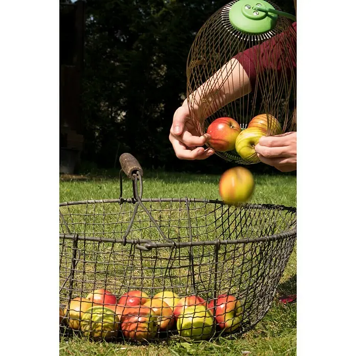 Freund Victoria Obstsammler - Arbeitsbreite: 30 cm - Anwendungsbeispiel