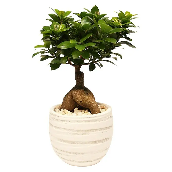 Piardino Bonsai Ginseng - Ficus microcarpa ginseng, Topfgröße: 24 cm, Dunkelgrün