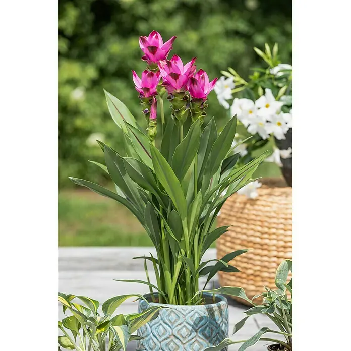 Piardino Safranwurz - Curcuma alismatifolia, Topfgröße: 17 cm - Stimmungsaufnahme
