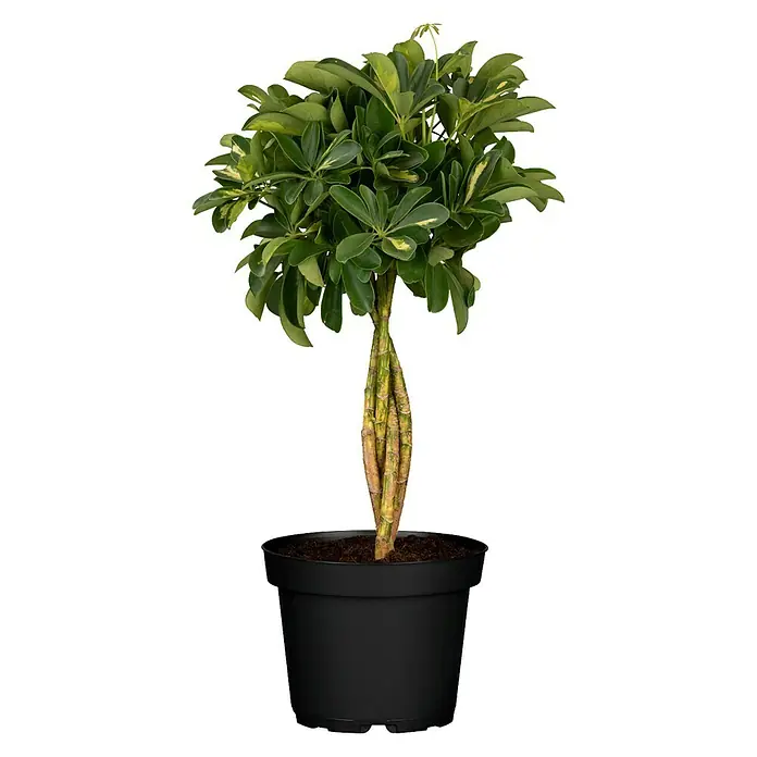 Piardino Strahlenaralie - Schefflera arboricola Gold Capella, Topfgröße: 17 cm, Gelb/Grün - Vorderansicht
