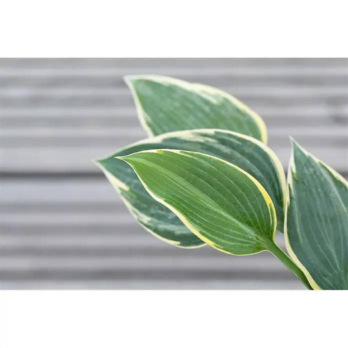 Piardino Funkie - Hosta Hybride, Topfgröße: 13 cm, Blütenfarbe: Sortenabhängig, Lila - Detailaufnahme