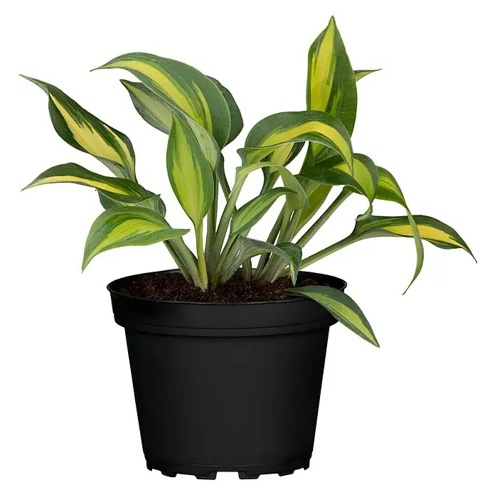 Piardino Funkie - Hosta Hybride, Topfgröße: 13 cm, Blütenfarbe: Sortenabhängig, Lila - Vorderansicht