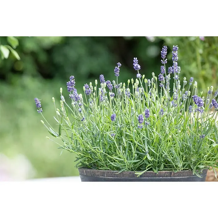 Piardino Lavendel - Lavandula angustifolia, Topfgröße: 23 cm, Violett - Detailaufnahme