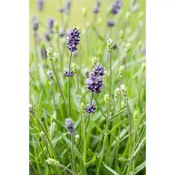 Piardino Lavendel - Lavandula angustifolia, Topfgröße: 23 cm, Violett - Detailaufnahme