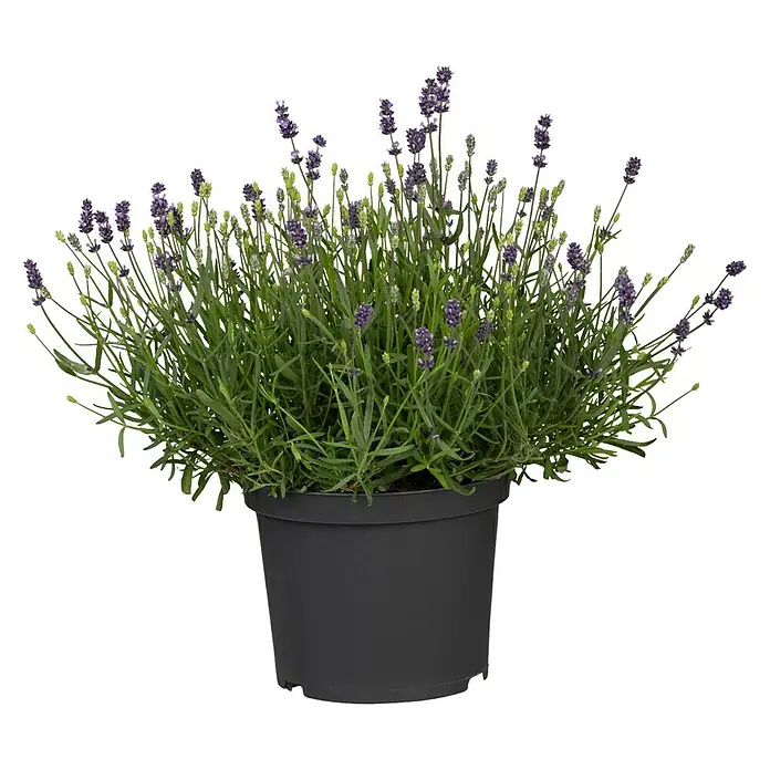 Piardino Lavendel - Lavandula angustifolia, Topfgröße: 23 cm, Violett - Vorderansicht