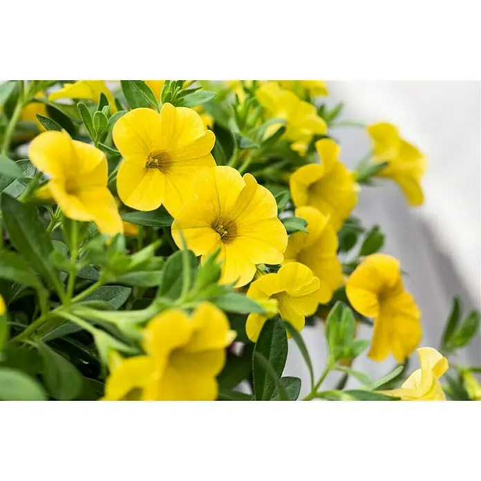Piardino Zauberglöckchen - Calibrachoa Hybride, Gelb - Detailaufnahme