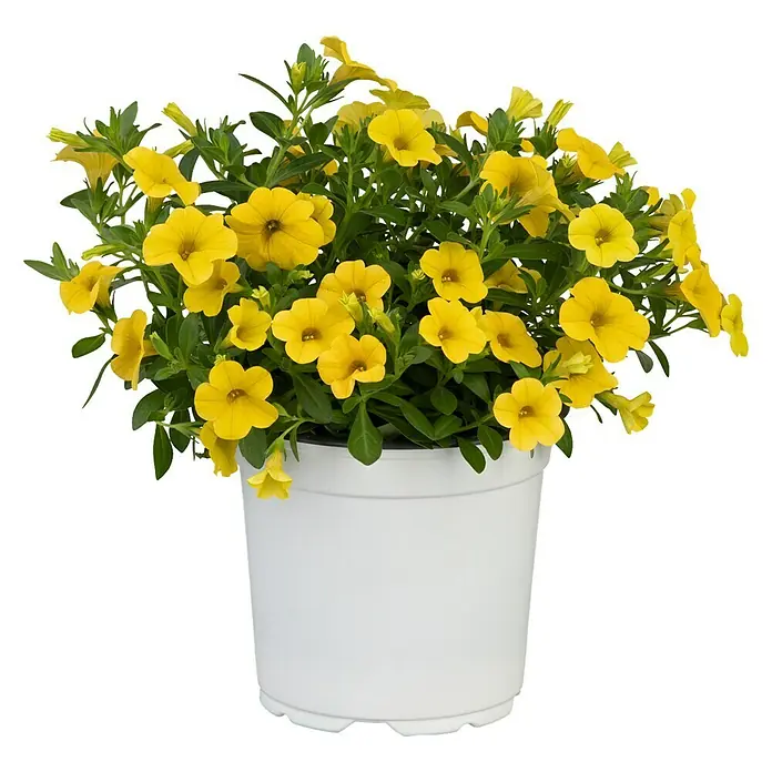 Piardino Zauberglöckchen - Calibrachoa Hybride, Gelb - Vorderansicht
