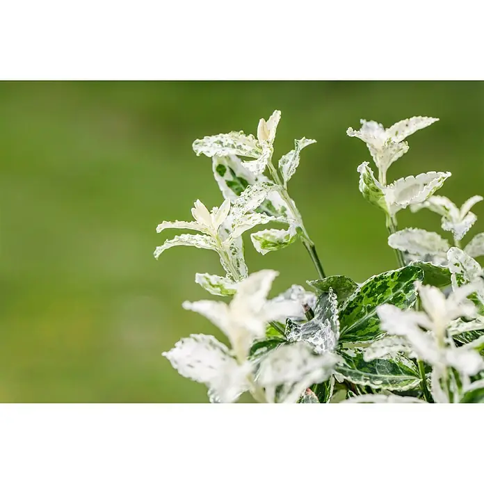 Piardino Spindelstrauch - Euonymus fortunei Harlequin, Weißbunt - Detailaufnahme