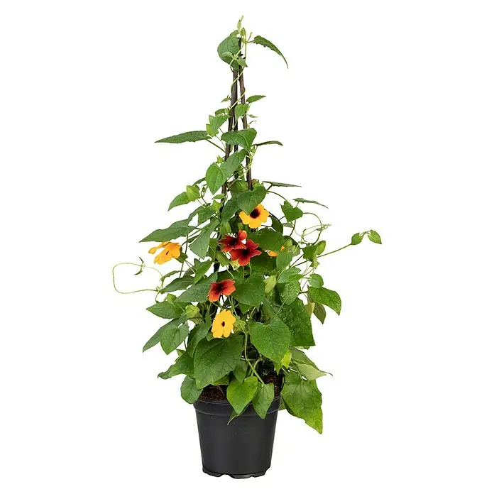 Piardino Schwarzäugige Susanne - Thunbergia alata, Pyramide, Blütenfarbe: Mehrfarbig - Vorderansicht