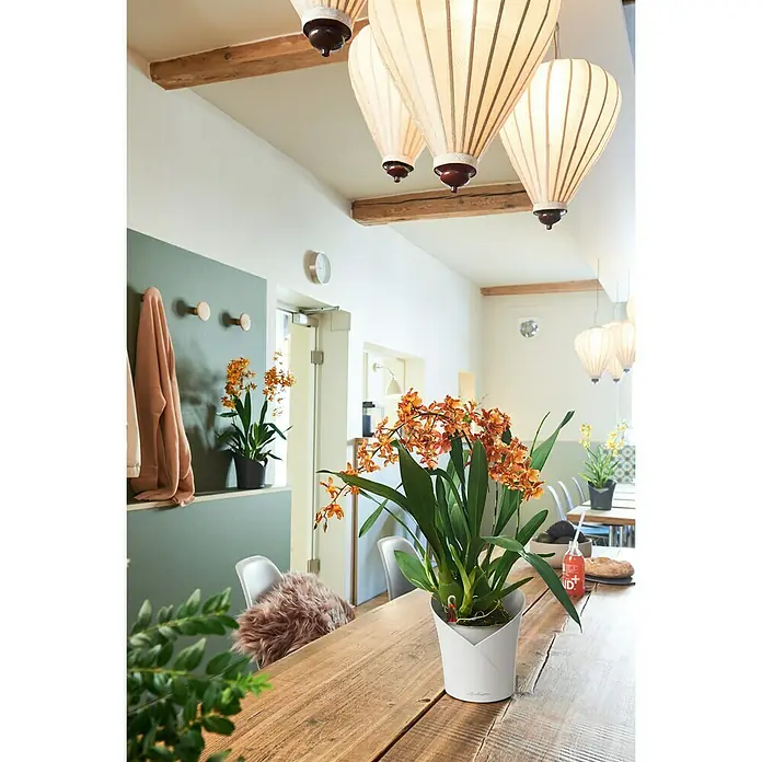Lechuza Orchideentopf Orchidea All-In-One - Außenmaß (Ø x H): 18,3 x 19,5 cm, Weiß - Stimmungsaufnahme