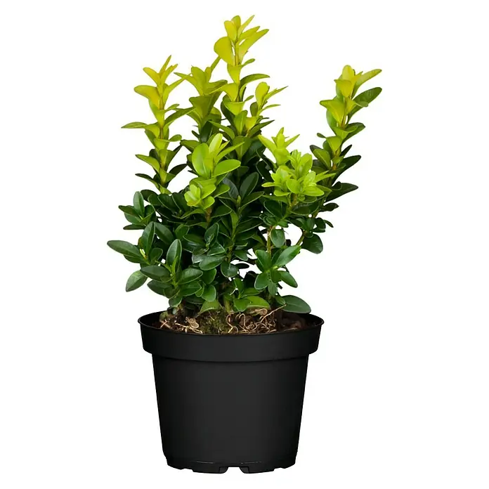 Piardino Buchsbaum - Buxus sempervirens - Vorderansicht