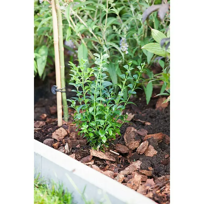 Piardino Buchsbaum - Buxus sempervirens - Stimmungsaufnahme