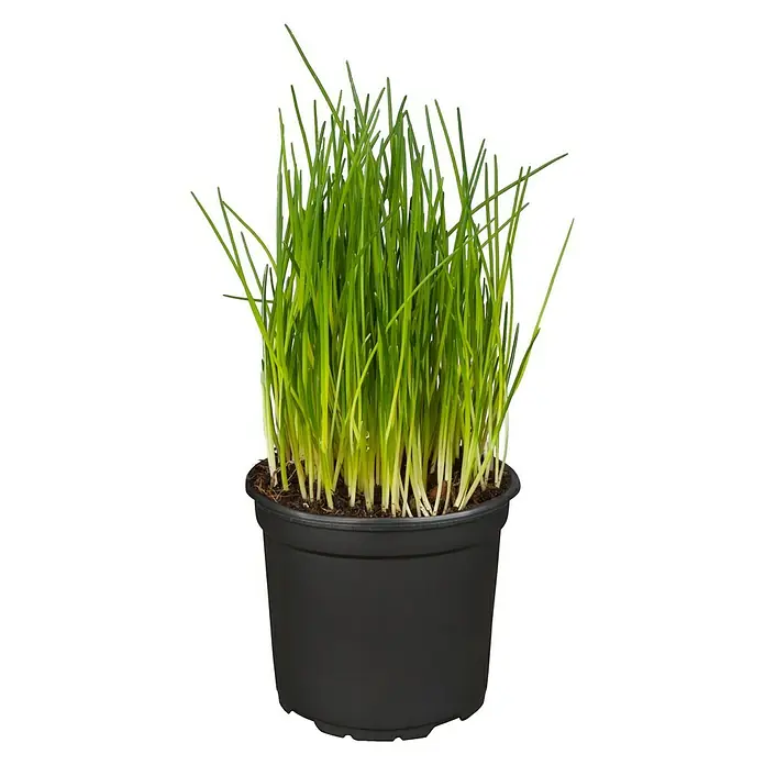 Piardino Bio Schnittlauch Bio - Allium schoenoprasum, Topfgröße: 12 cm, Erntezeit: April - September - Vorderansicht