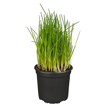 Piardino Bio Schnittlauch Bio