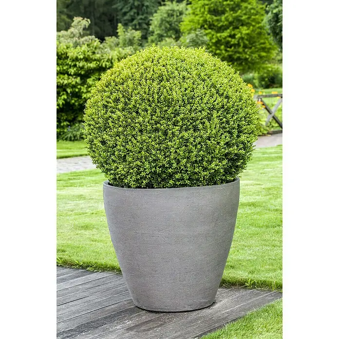 Piardino Buchsbaum - Buxus sempervirens, Topfvolumen: 5 l - Stimmungsaufnahme