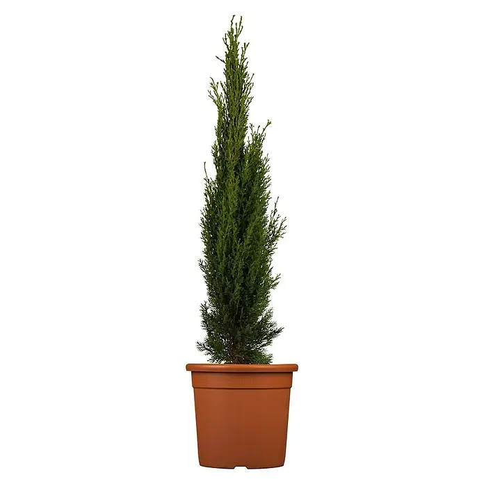 Piardino Echte Mittelmeer-Zypresse Totem - Cupressus Sempervirens - Vorderansicht