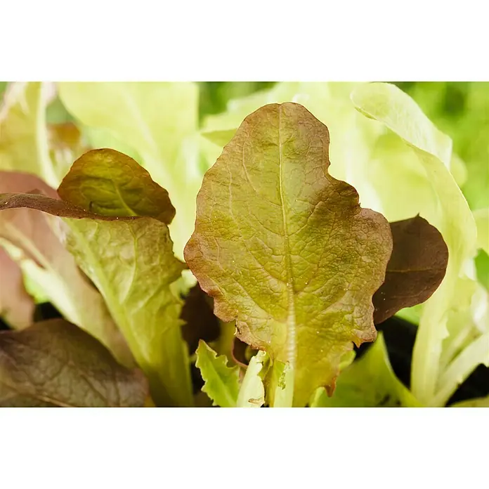 Piardino Eichblattsalat - Lactuca sativa var. acephala, Erntezeit: Mai - Oktober - Detailaufnahme
