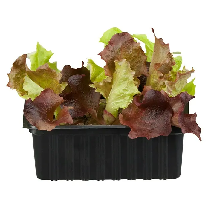 Piardino Blattsalat - Lactuca sativa var. crispa, Erntezeit: April - Oktober - Vorderansicht