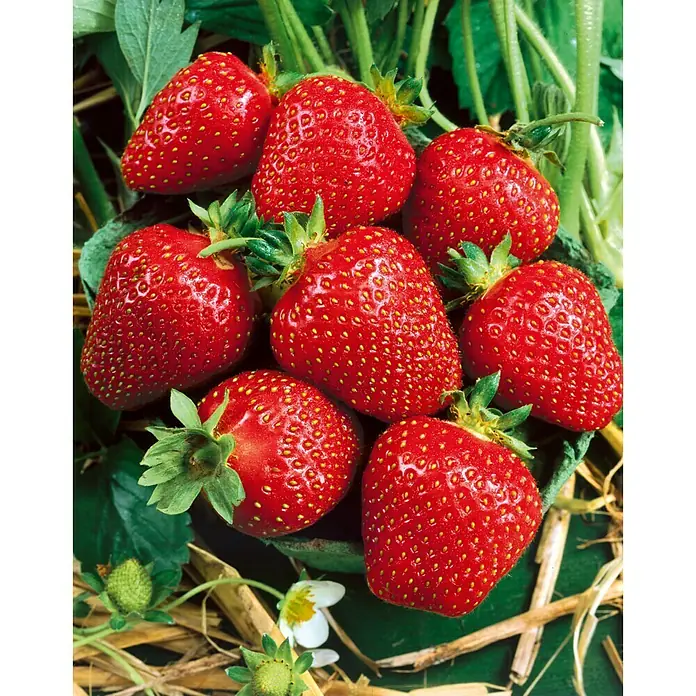 Piardino Erdbeere Symphony - Fragaria x ananassa, 8 Stk., Erntezeit: Mai - Juni - Detailaufnahme