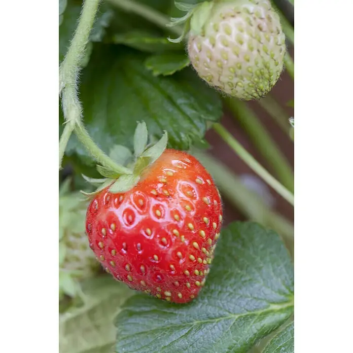 Piardino Erdbeere Lambada - Fragaria x ananassa, 8 Stk., Erntezeit: Mai - Juli - Stimmungsaufnahme